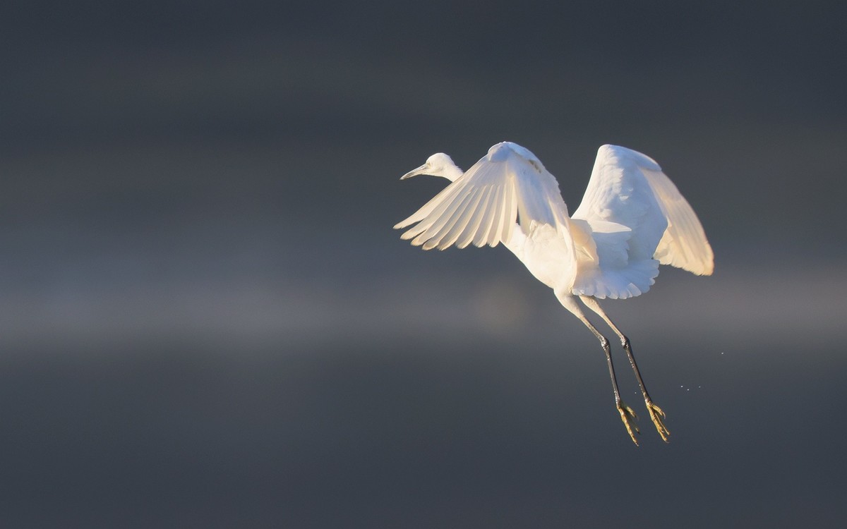 佳能 RF 600mm F4 L IS USM 镜头的威力！