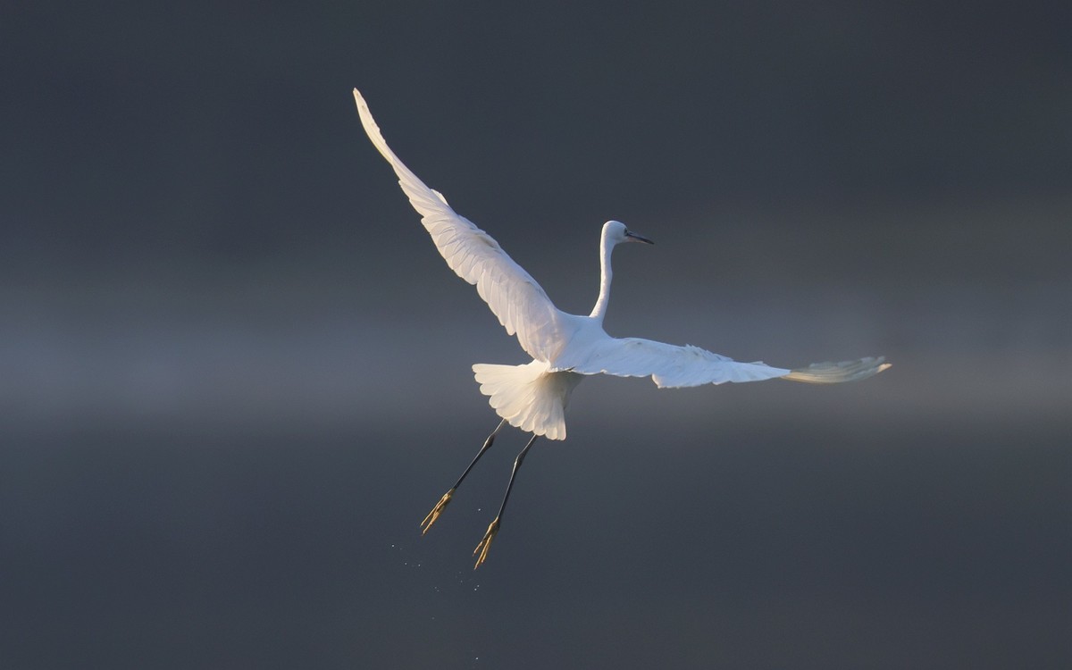 佳能 RF 600mm F4 L IS USM 镜头的威力！