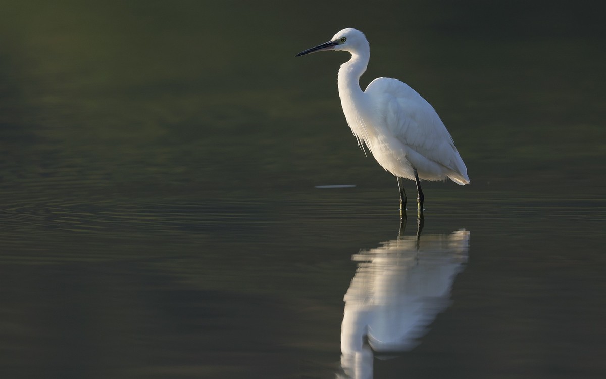佳能 RF 600mm F4 L IS USM 镜头的威力！