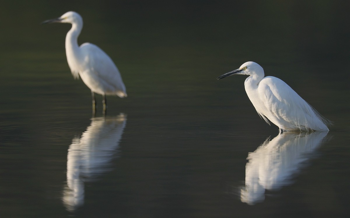 佳能 RF 600mm F4 L IS USM 镜头的威力！