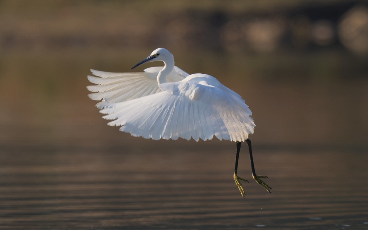 佳能 RF 600mm F4 L IS USM 镜头的威力！