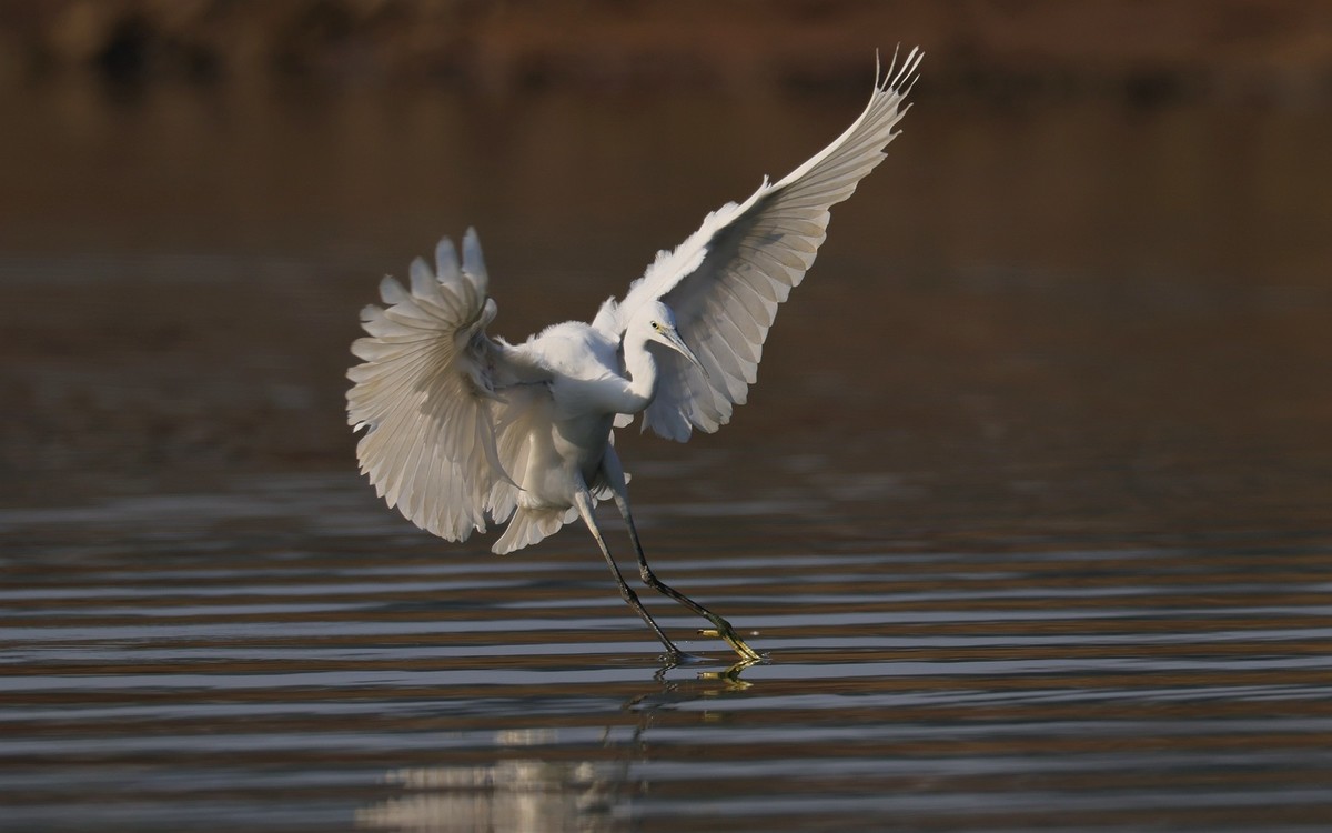 佳能 RF 600mm F4 L IS USM 镜头的威力！