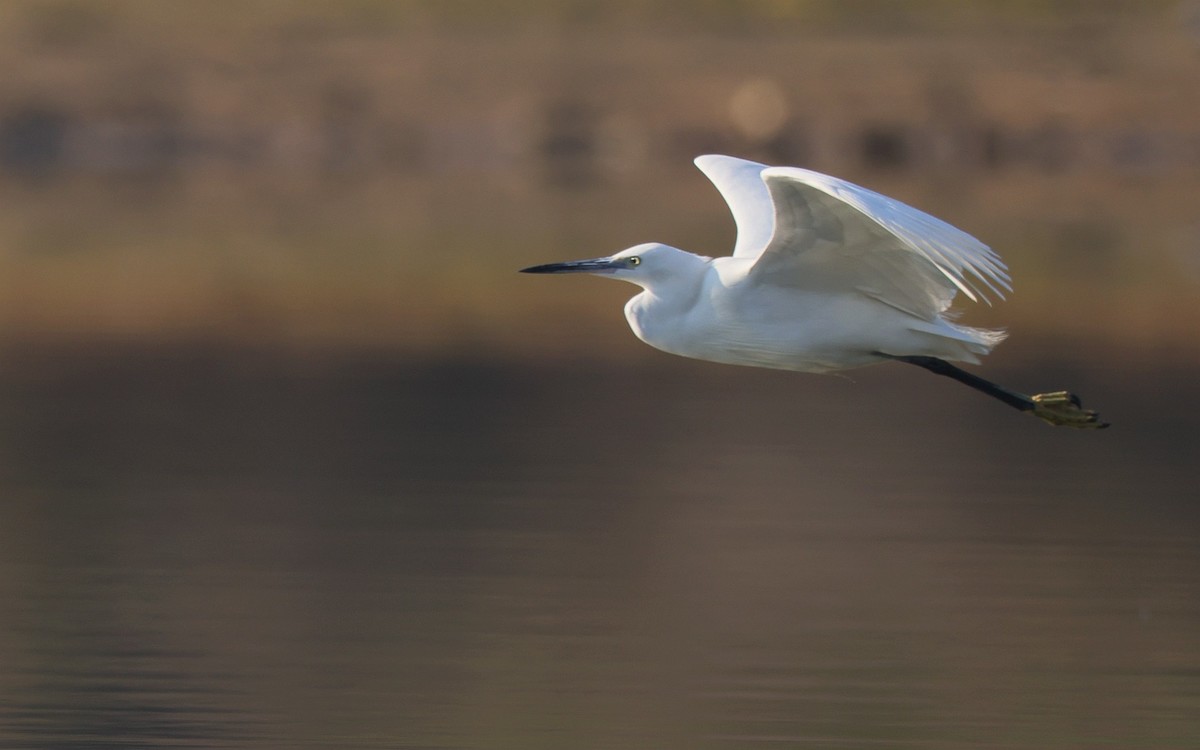佳能 RF 600mm F4 L IS USM 镜头的威力！