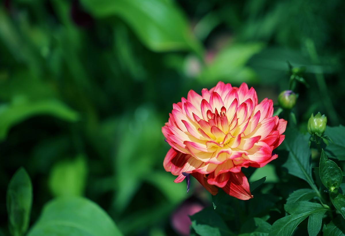 绽放的花儿【续】