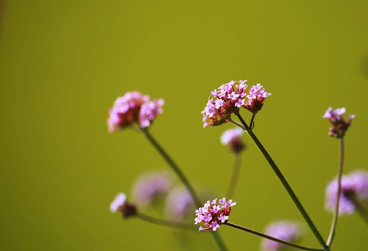 绽放的花儿【续】