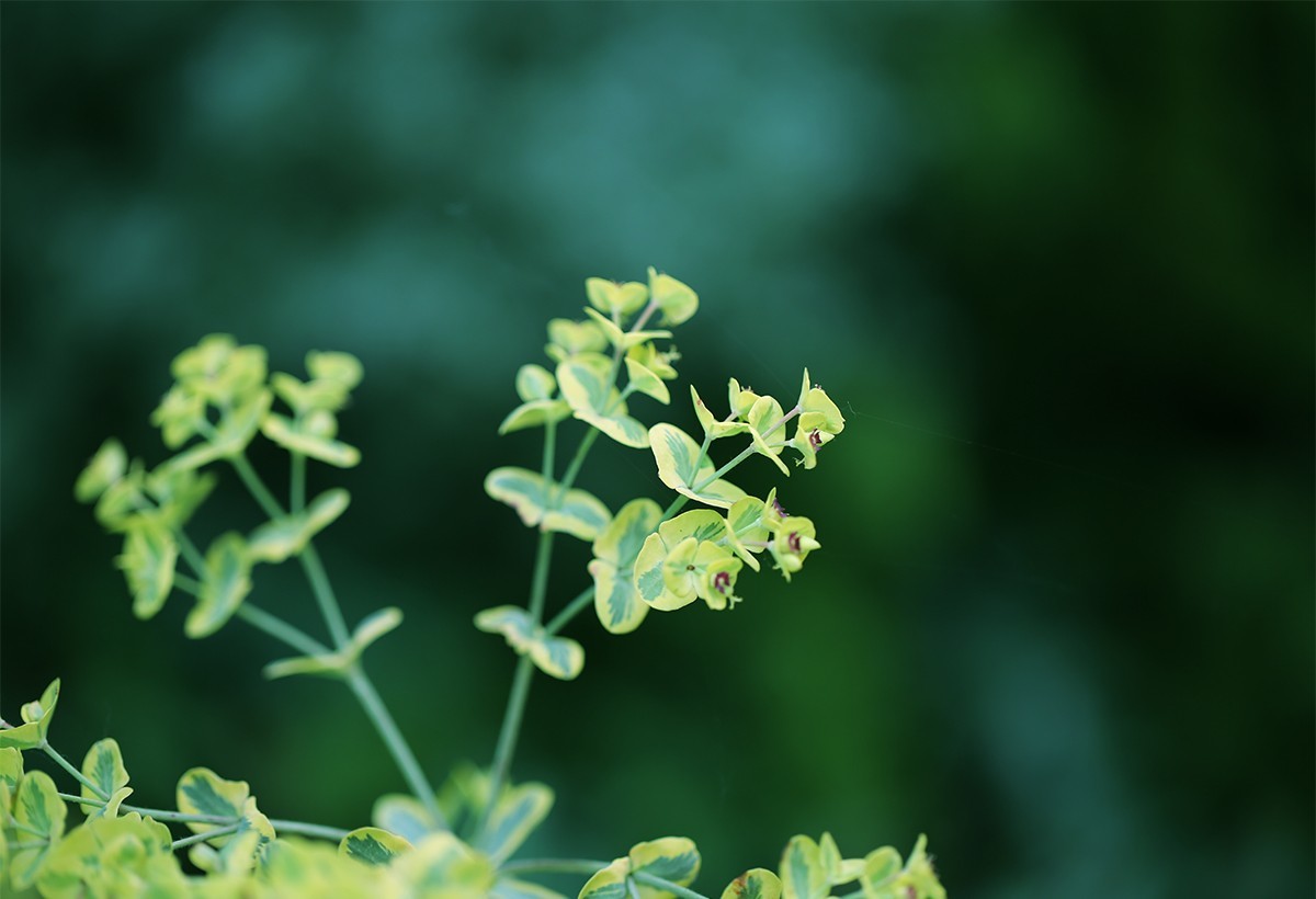 绽放的花儿【续】
