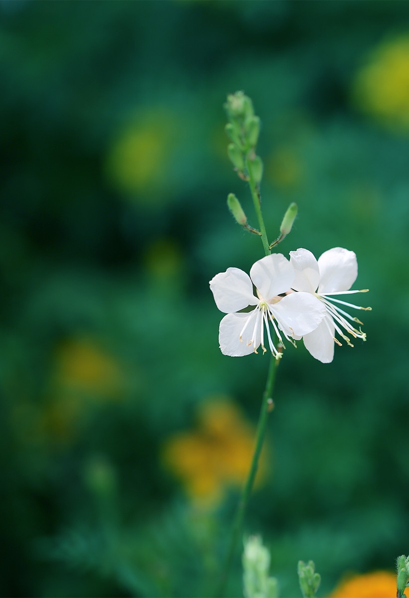 绽放的花儿【续】