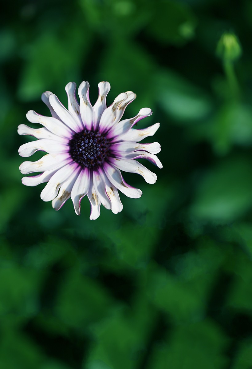 绽放的花儿【续】