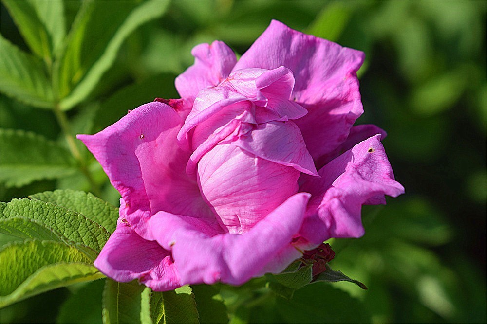 ——随拍·～～