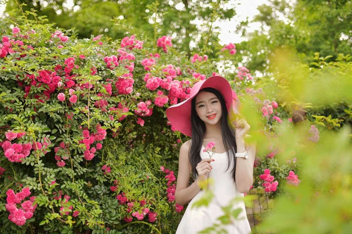 玫瑰仙子 （3)