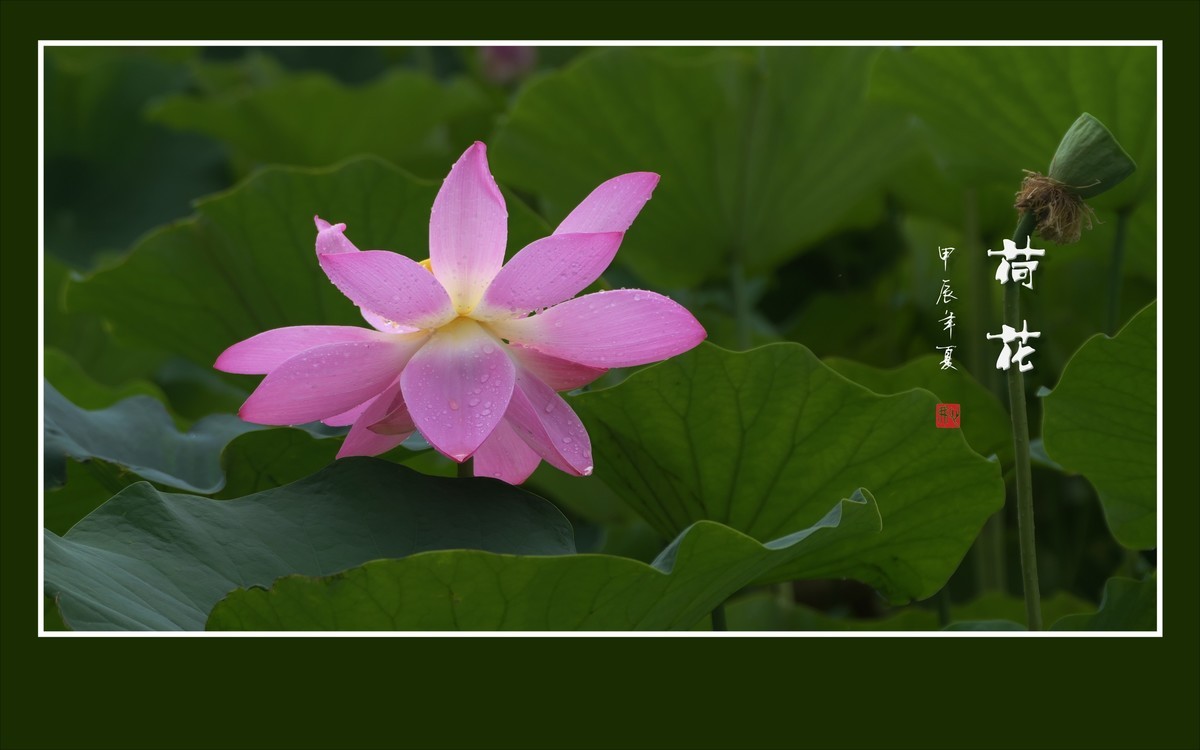 色彩鲜艳的荷花