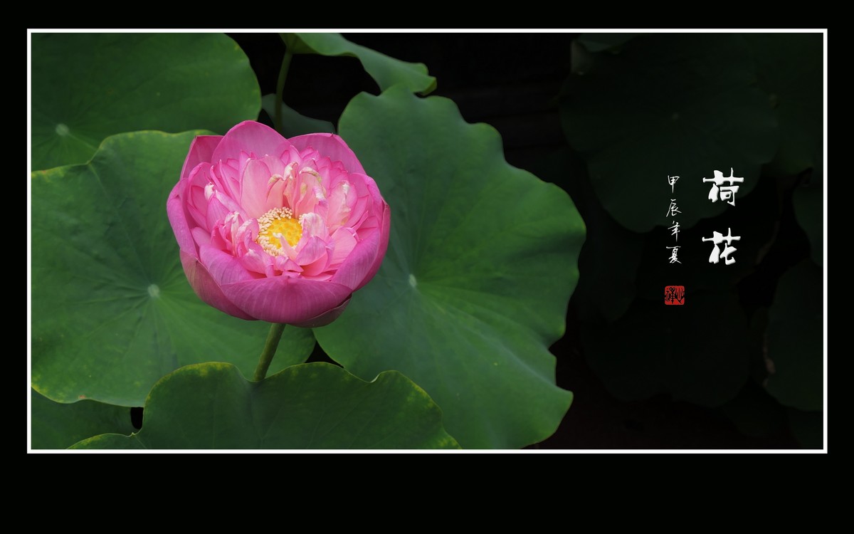 色彩鲜艳的荷花