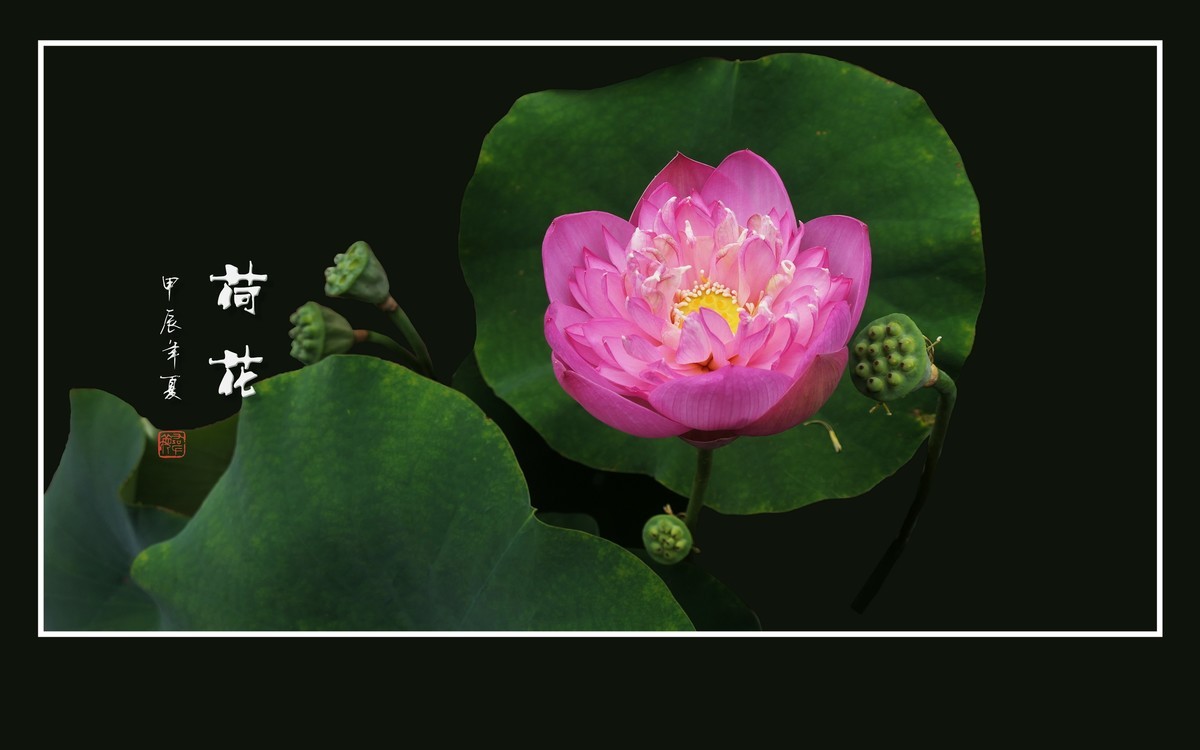 色彩鲜艳的荷花