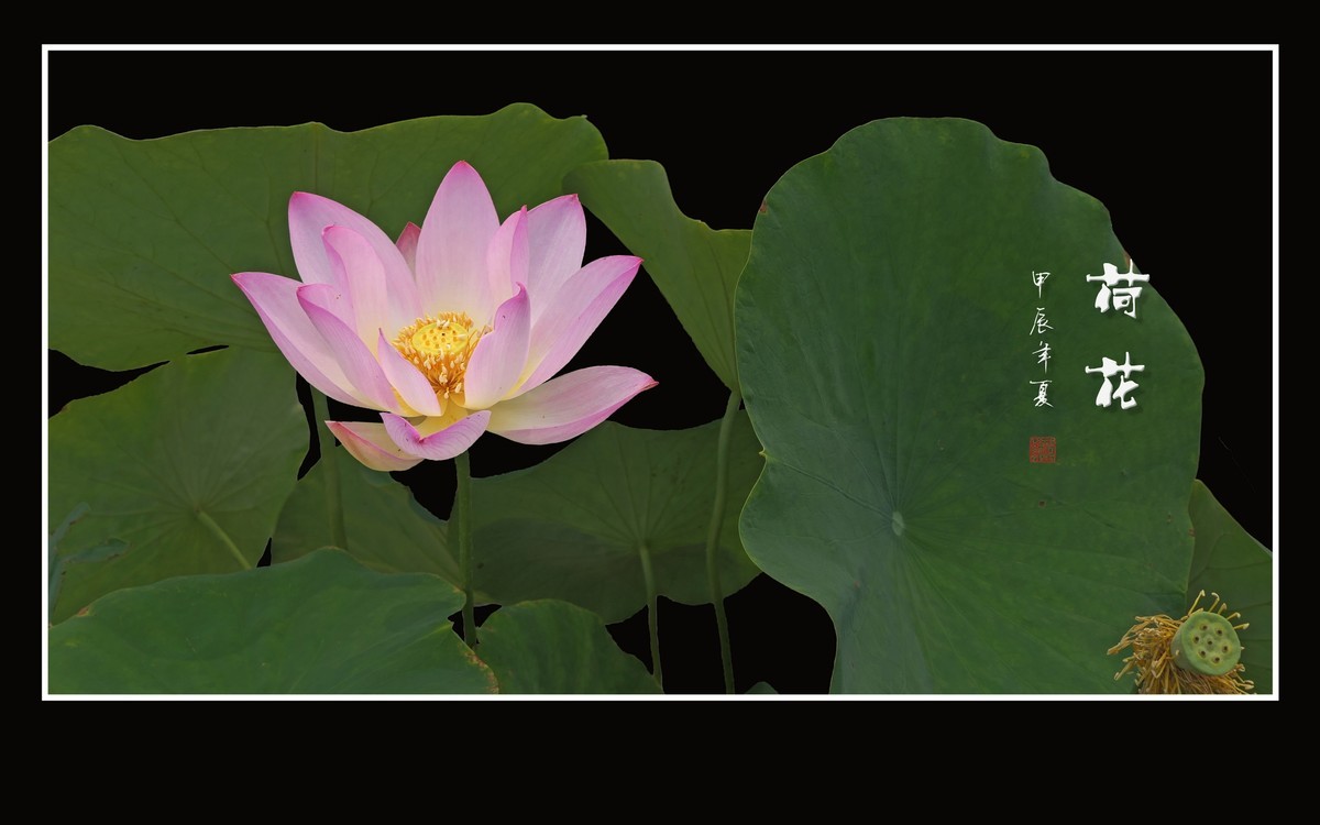 色彩鲜艳的荷花