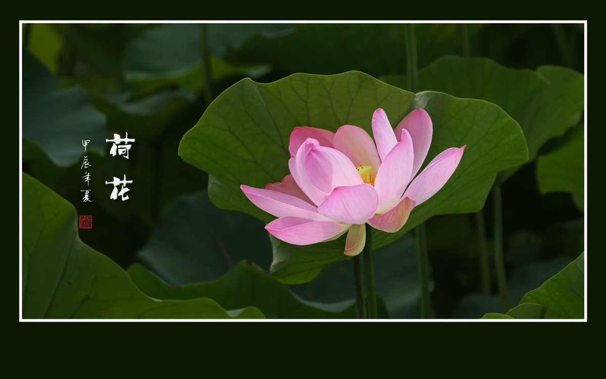 色彩鲜艳的荷花