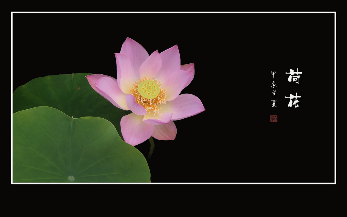 色彩鲜艳的荷花