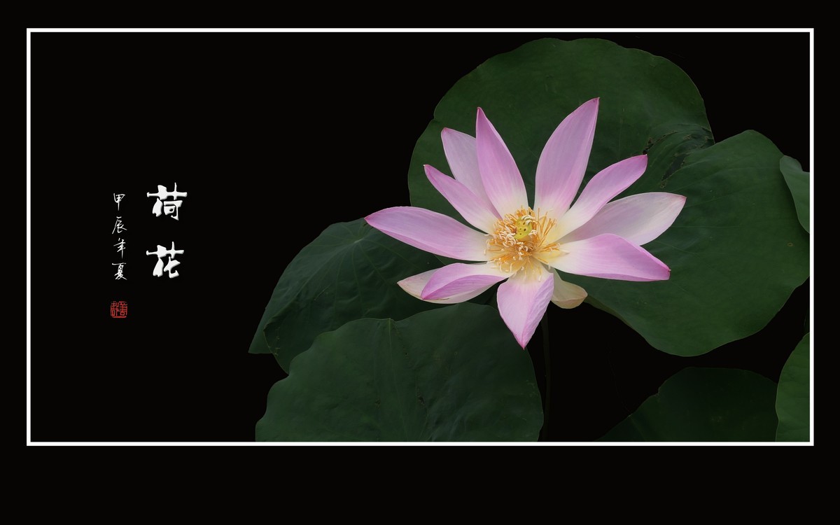 色彩鲜艳的荷花