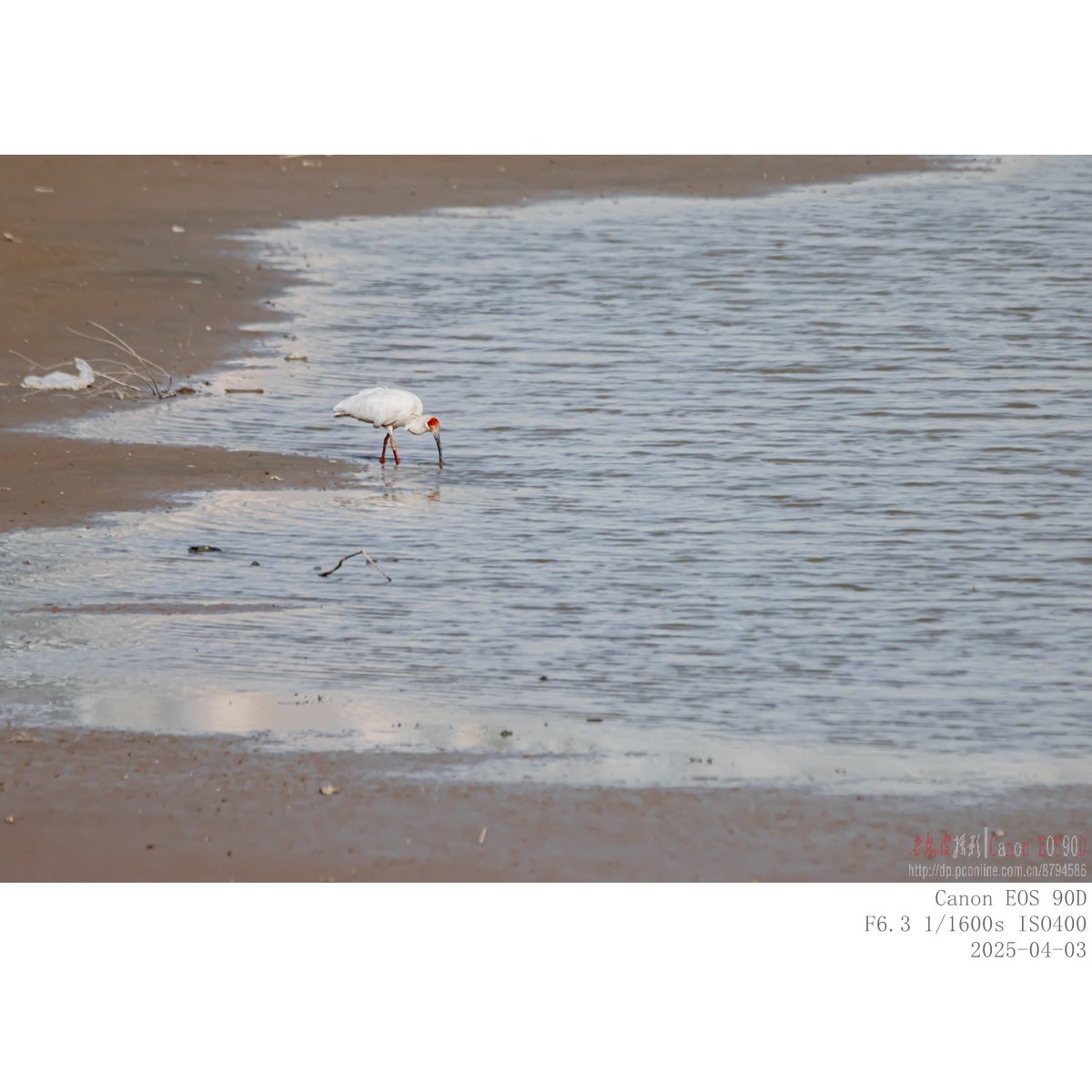 纯野生朱鹮（无脚环）现身市区