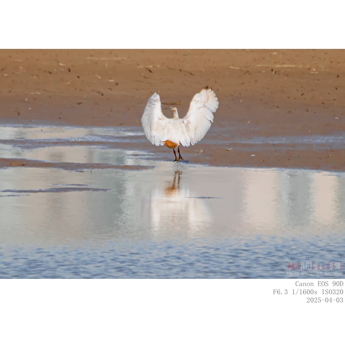 纯野生朱鹮（无脚环）现身市区