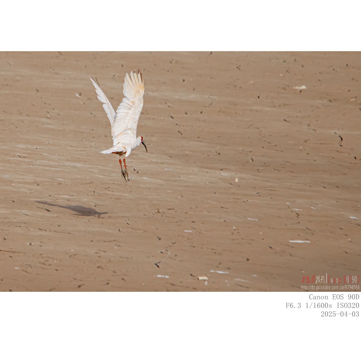 纯野生朱鹮（无脚环）现身市区