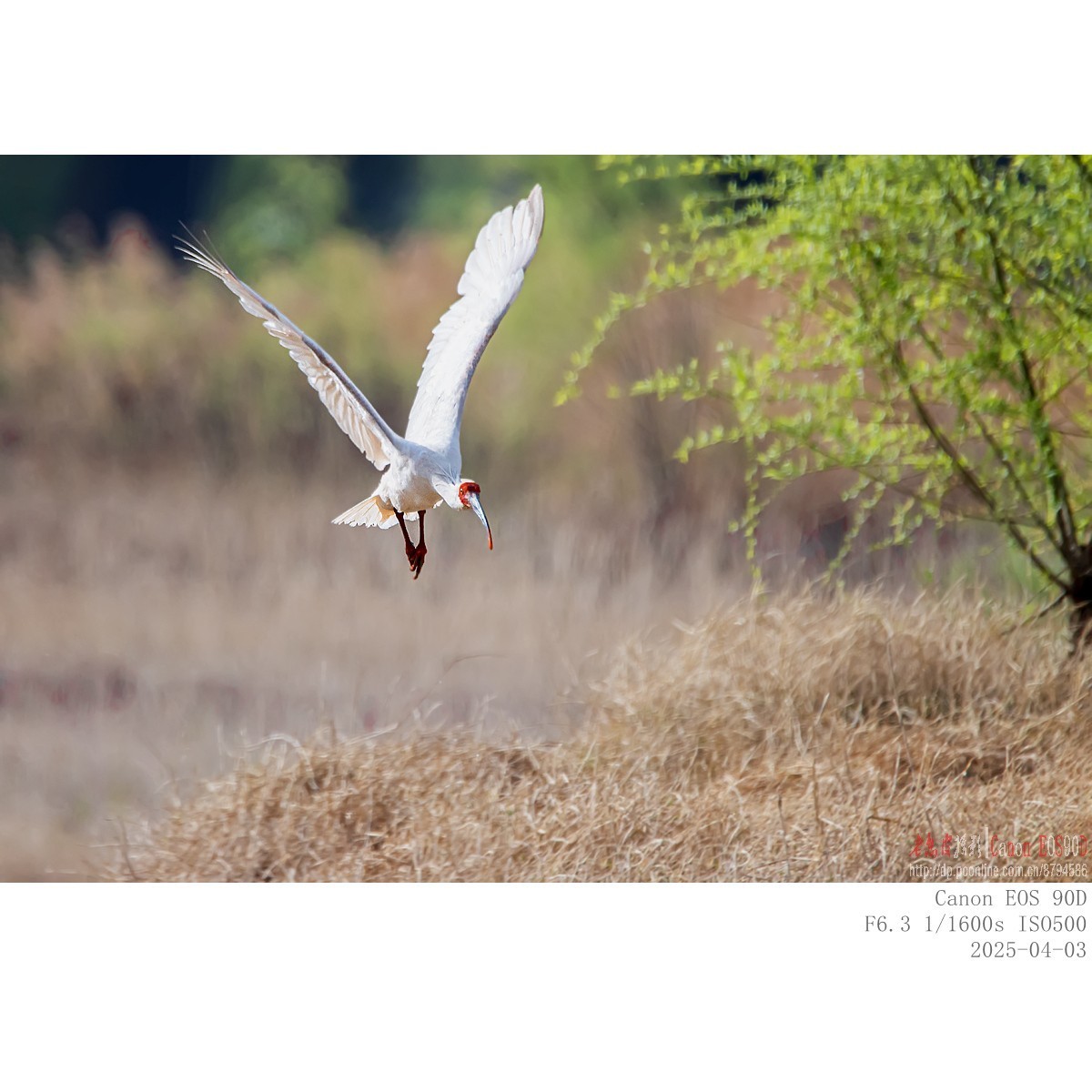 纯野生朱鹮（无脚环）现身市区
