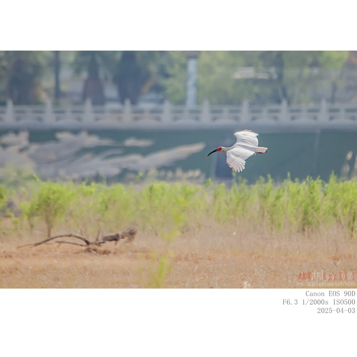 纯野生朱鹮（无脚环）现身市区