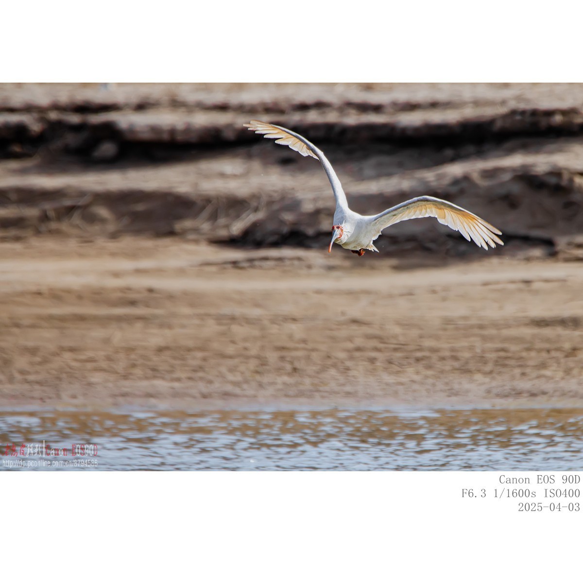 纯野生朱鹮（无脚环）现身市区