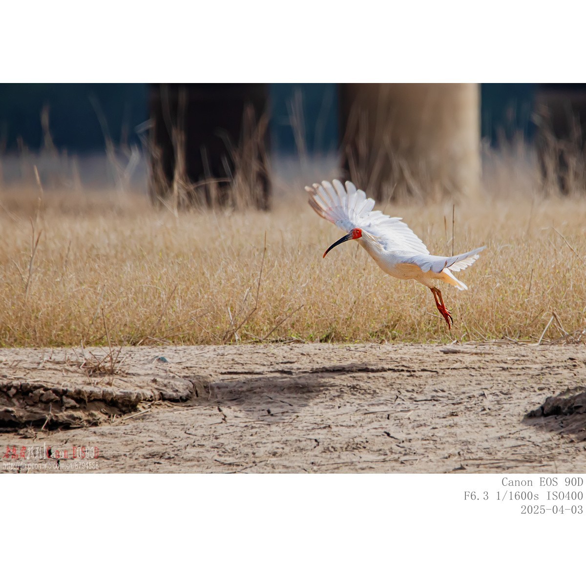 纯野生朱鹮（无脚环）现身市区