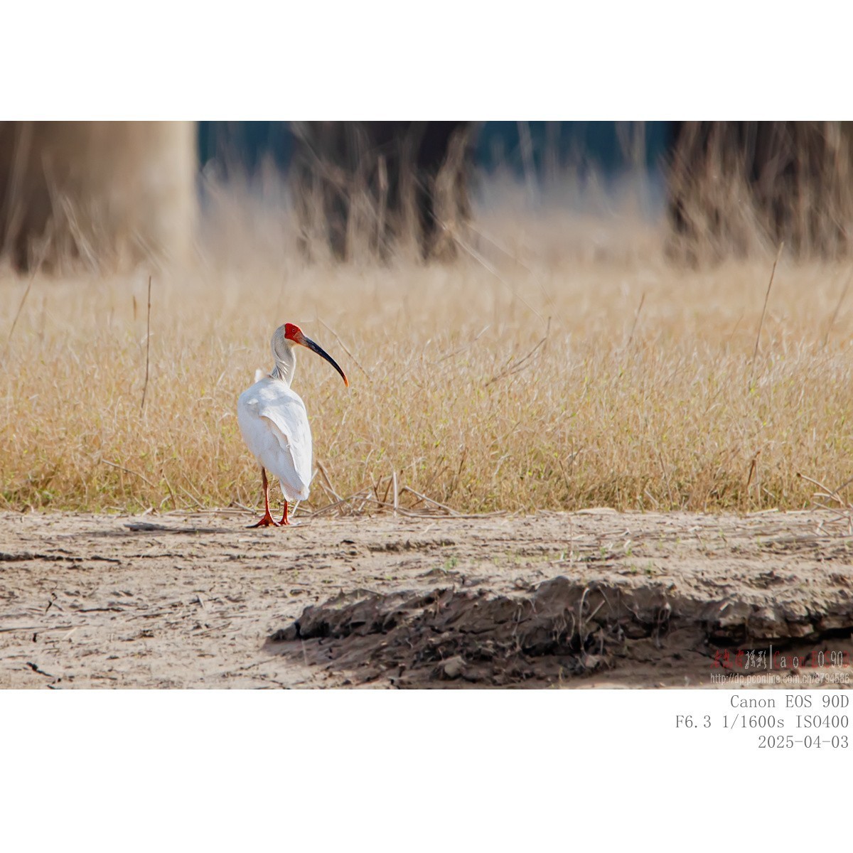 纯野生朱鹮（无脚环）现身市区