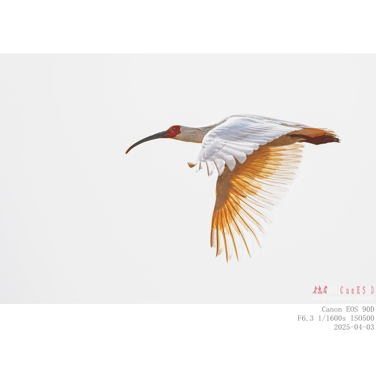 纯野生朱鹮（无脚环）现身市区