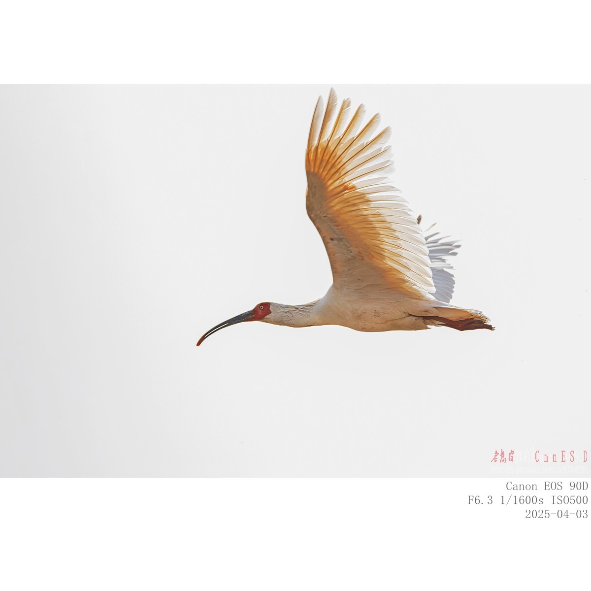 纯野生朱鹮（无脚环）现身市区