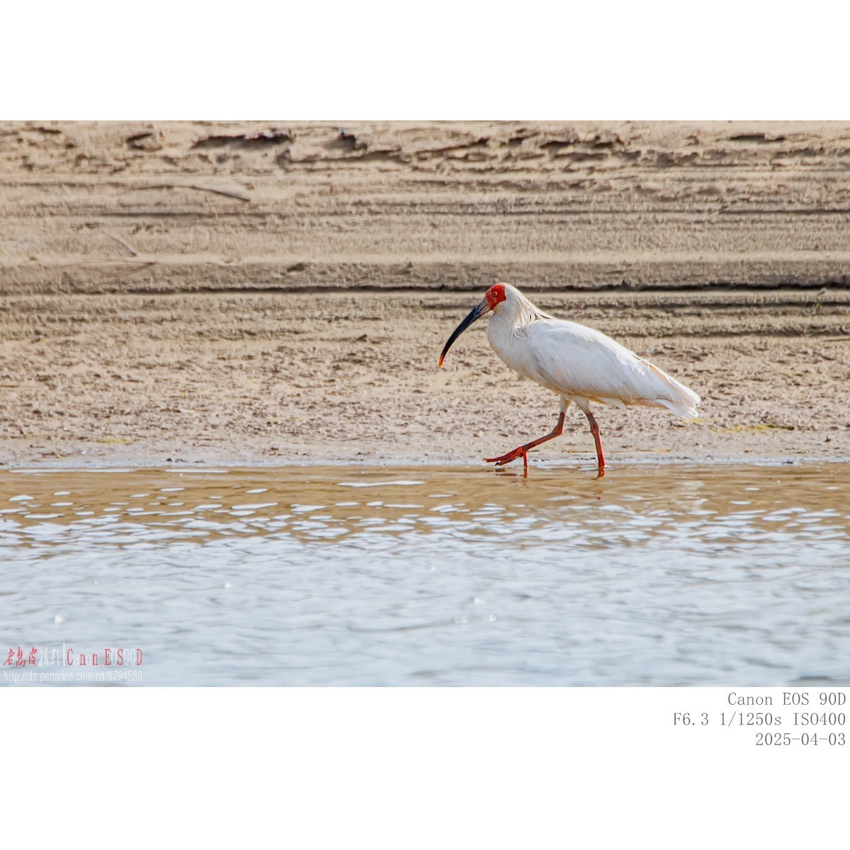 纯野生朱鹮（无脚环）现身市区