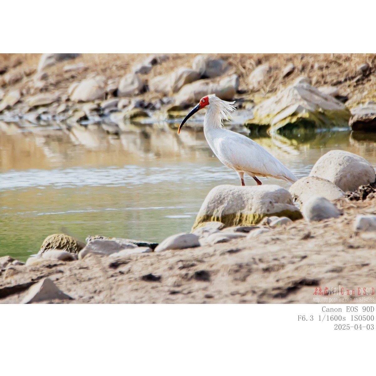 纯野生朱鹮（无脚环）现身市区