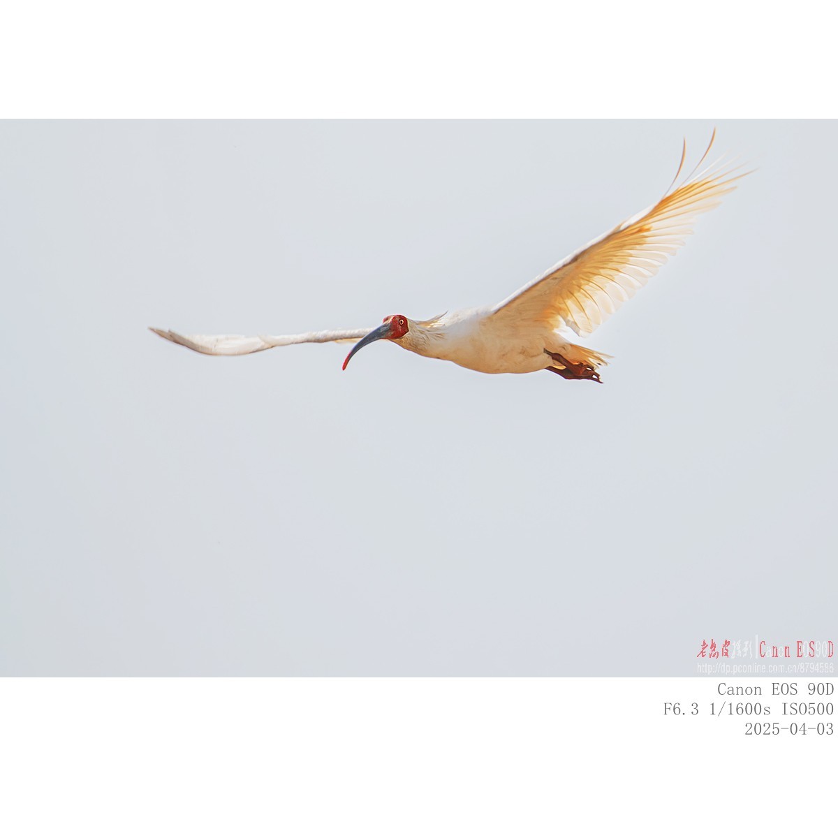 纯野生朱鹮（无脚环）现身市区