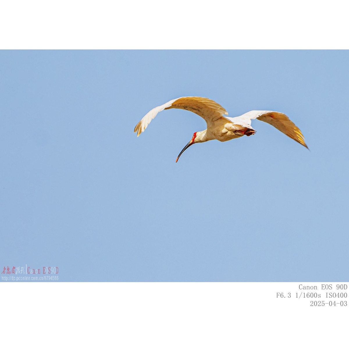 纯野生朱鹮（无脚环）现身市区