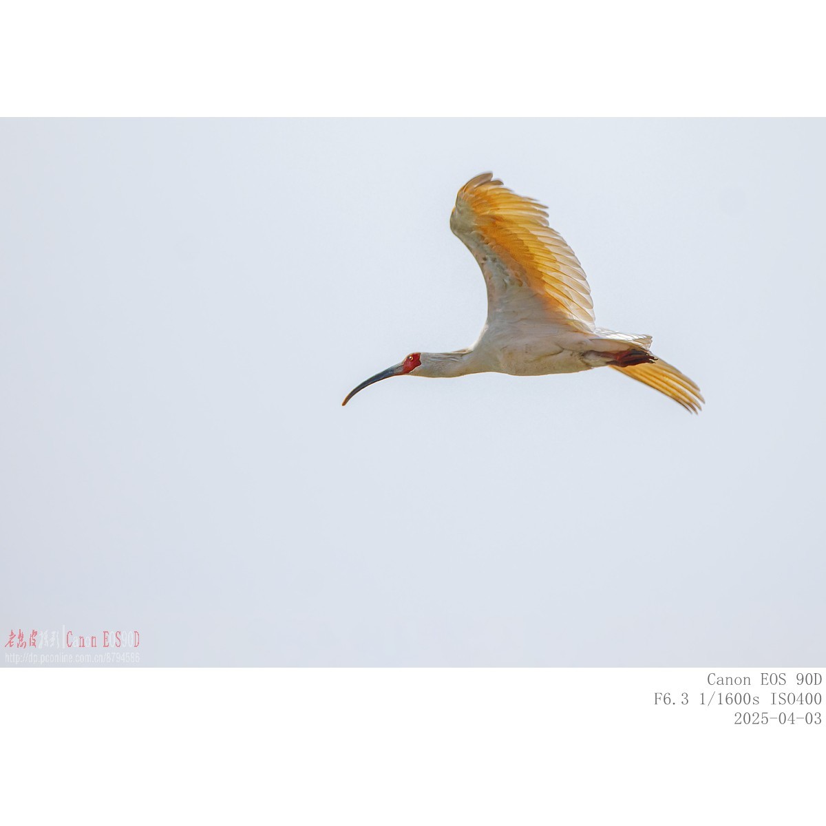 纯野生朱鹮（无脚环）现身市区