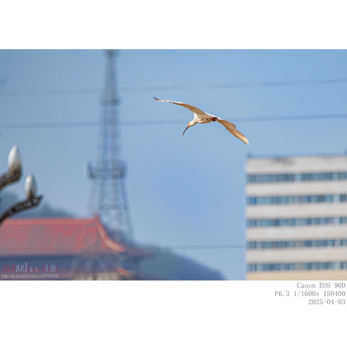 纯野生朱鹮（无脚环）现身市区