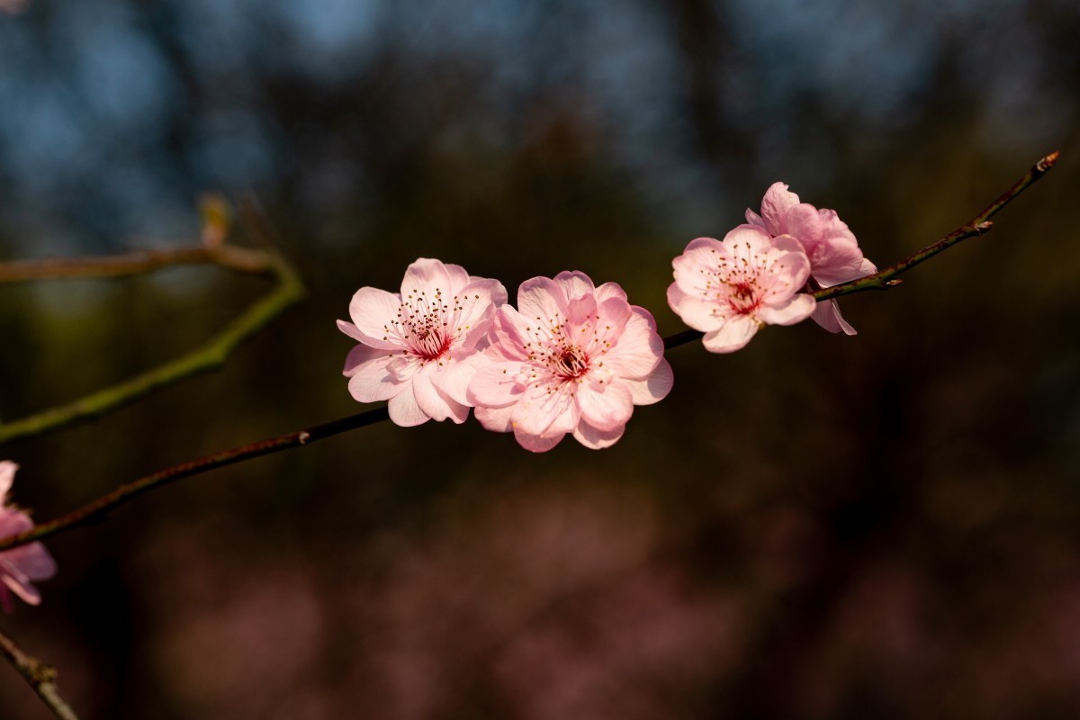 橘子洲拍梅花 3