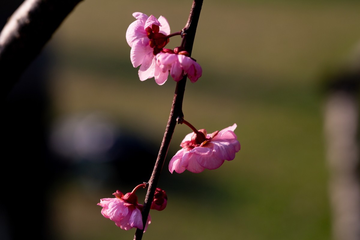 橘子洲拍梅花 3