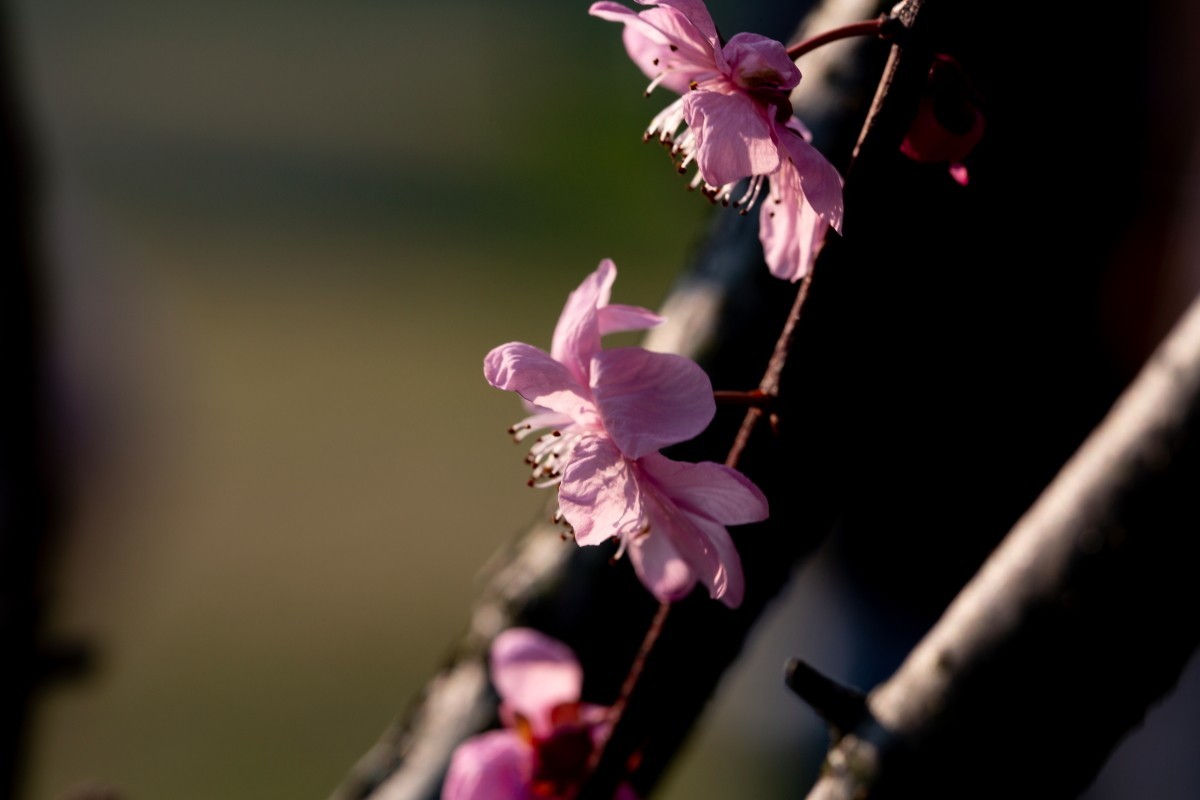 橘子洲拍梅花 3