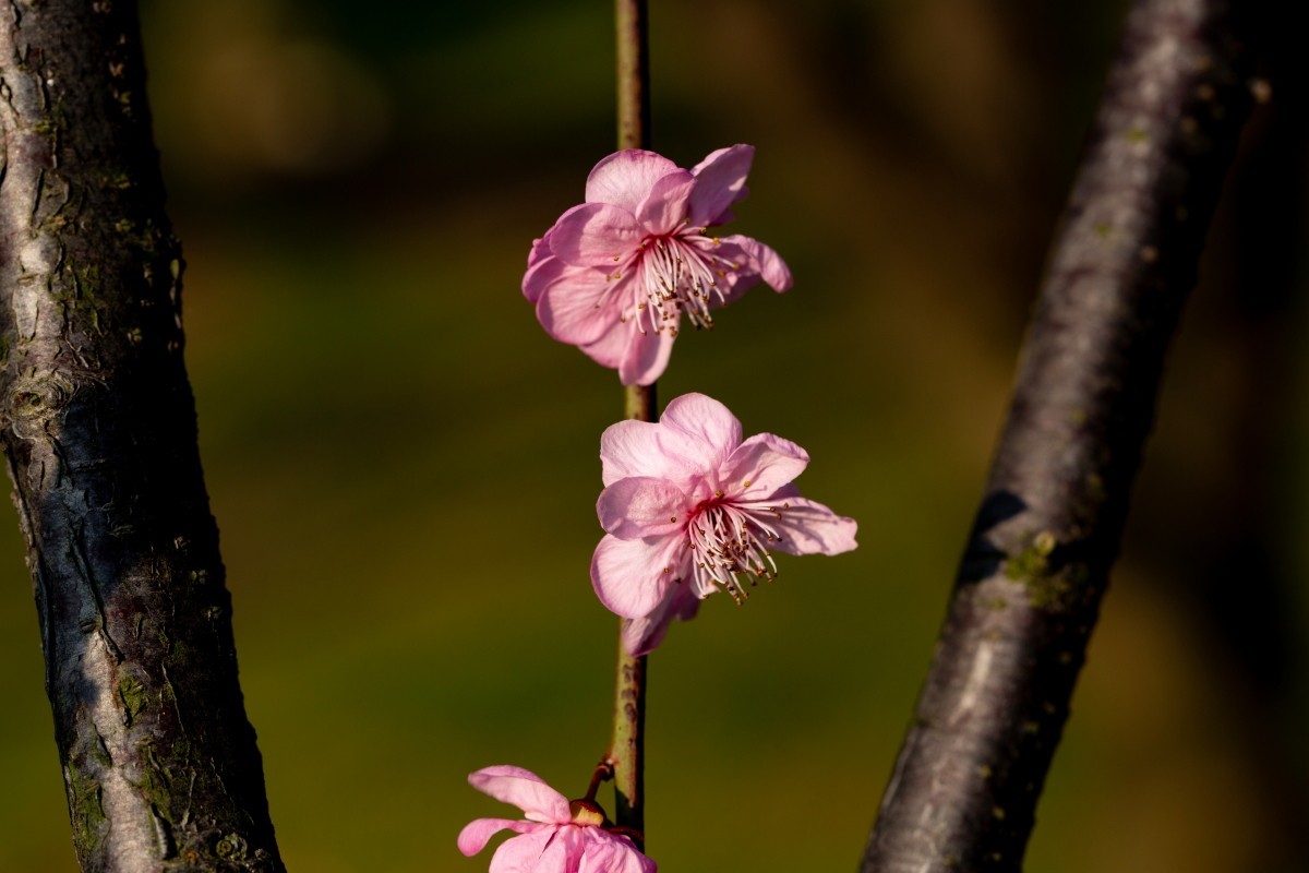橘子洲拍梅花 3