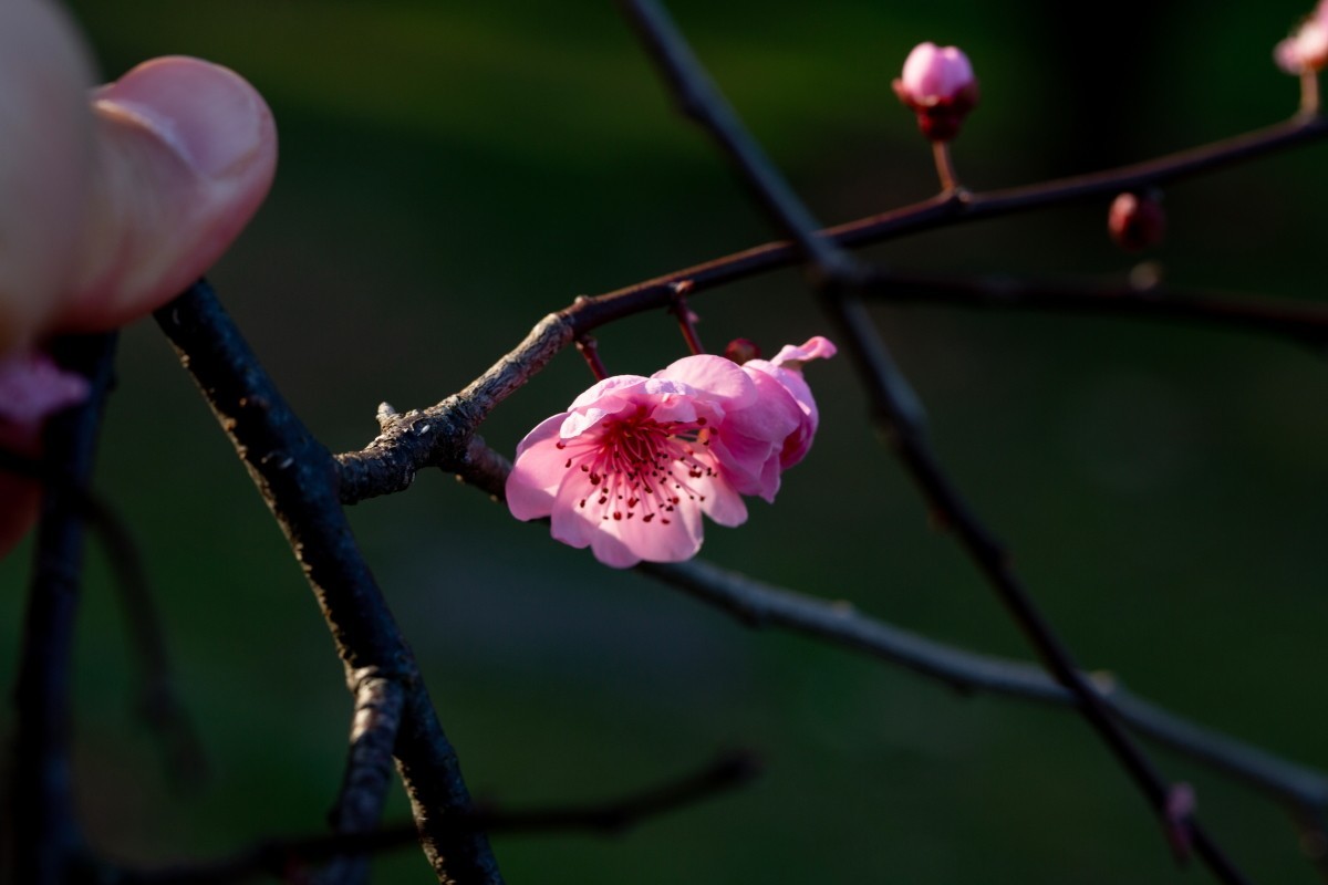 橘子洲拍梅花 3