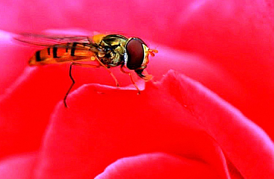 《不老松：纪实摄影》花、果、虫！