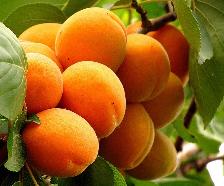 《不老松：纪实摄影》花、果、虫！