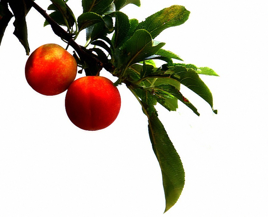 《不老松：纪实摄影》花、果、虫！