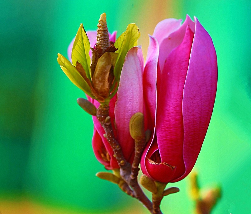 《不老松：纪实摄影》花、果、虫！