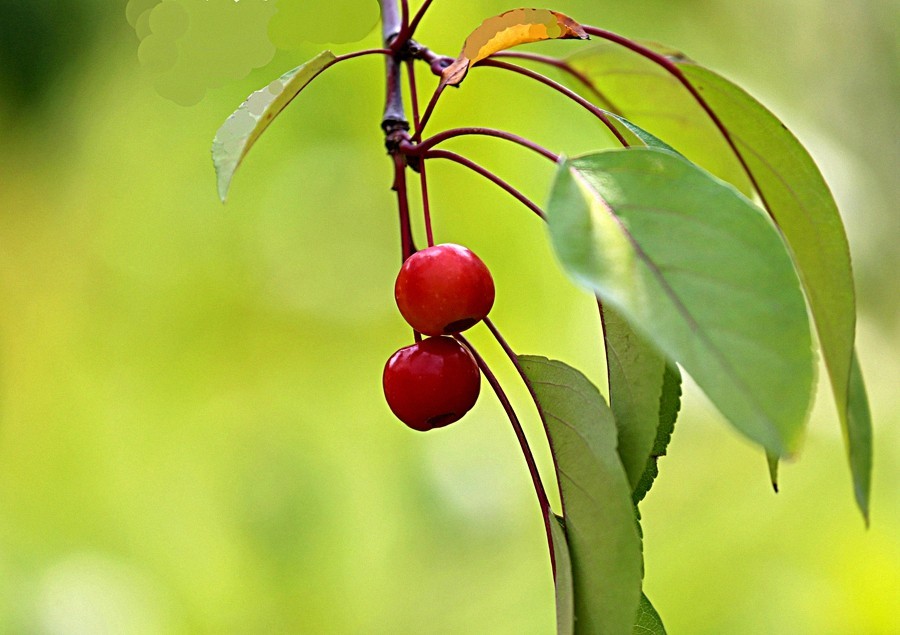 《不老松：纪实摄影》花、果、虫！