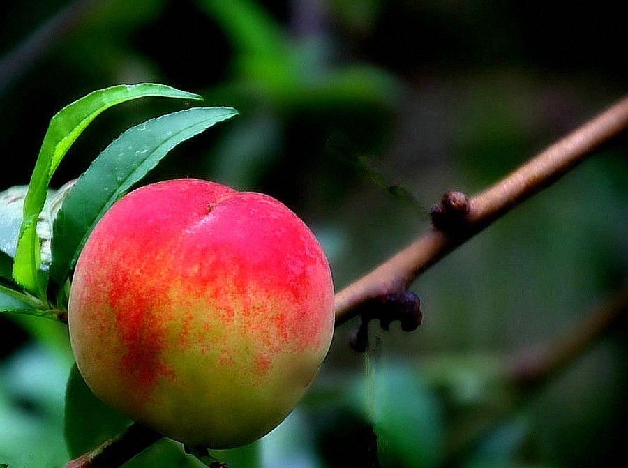 《不老松：纪实摄影》花、果、虫！