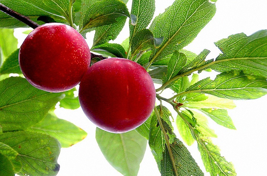 《不老松：纪实摄影》花、果、虫！