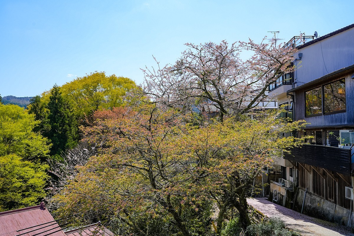 2025年第0277贴-奈良吉野山旅拍（0429）